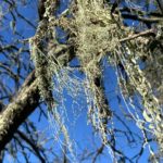 Moss Paso Robles hiking