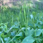 Verdant Green Paso Robles hiking