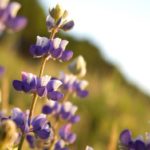 Lupine on road